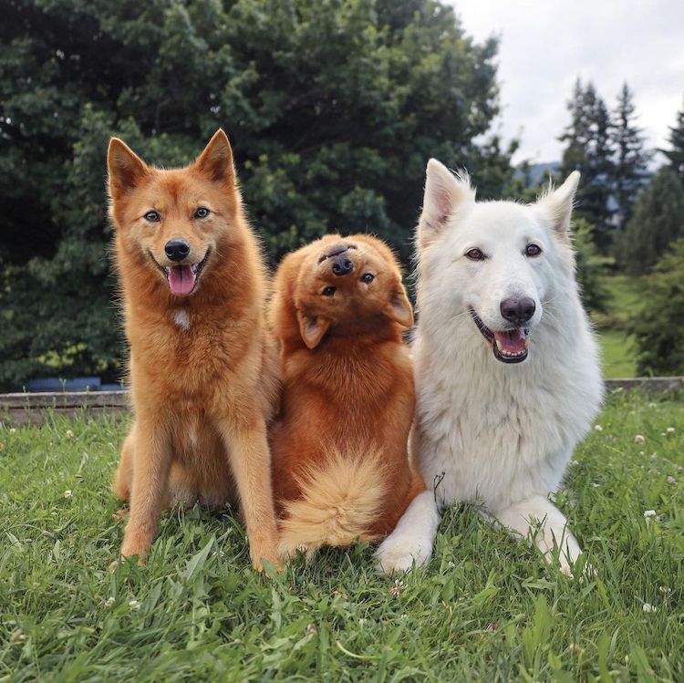 Family of Dogs