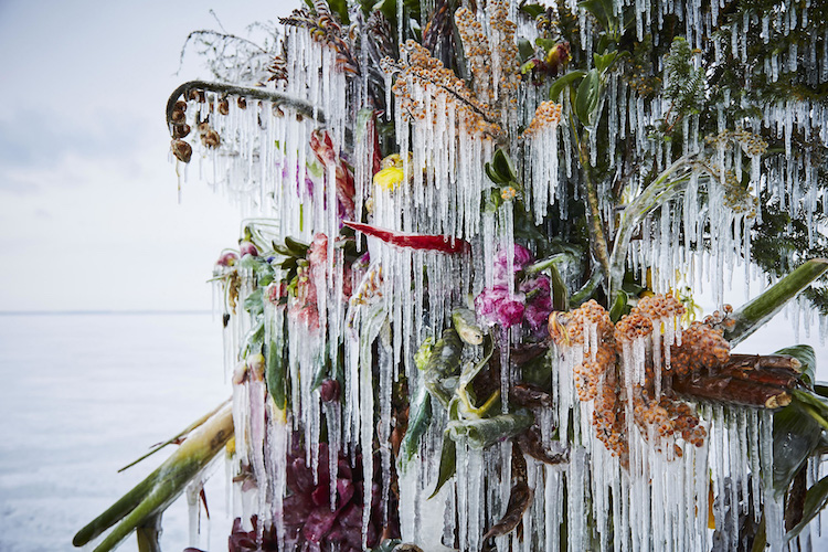 instalación con flores congeladas por Makoto Azuma