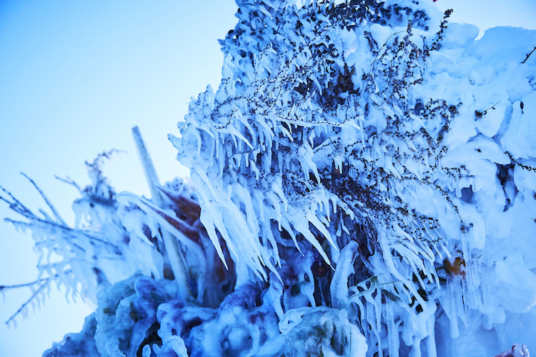 Frozen Flowers Installation by Makoto Azuma