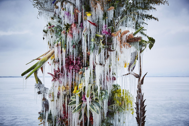 instalación con flores congeladas por Makoto Azuma