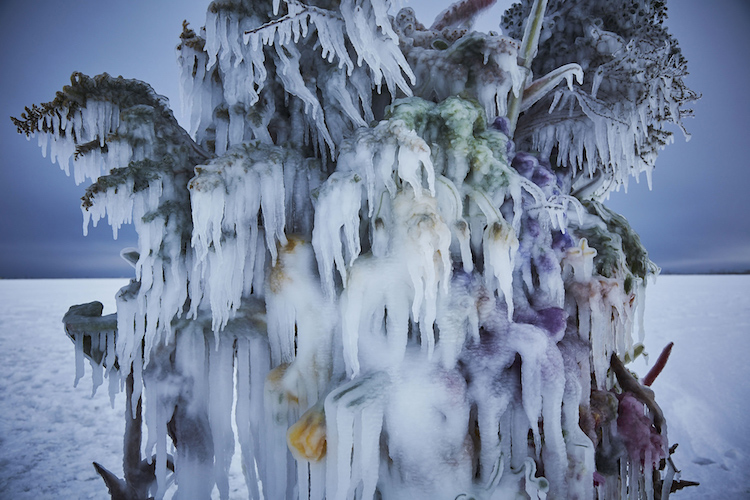 Frozen Flowers Installation by Makoto Azuma