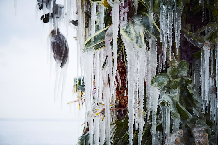 Frozen Flowers Installation by Makoto Azuma