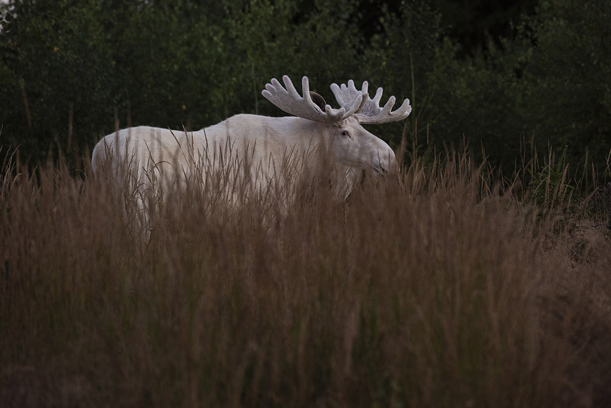 White Moose in Sweden Roger Brendhagen