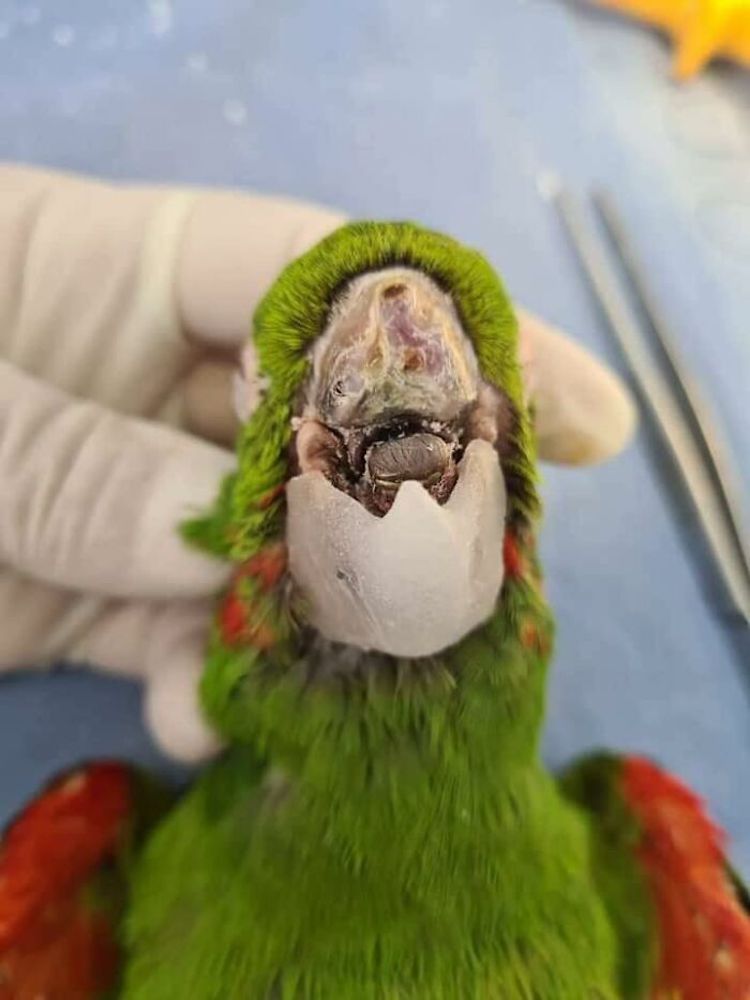 Parrot Prosthetic Reconstruction