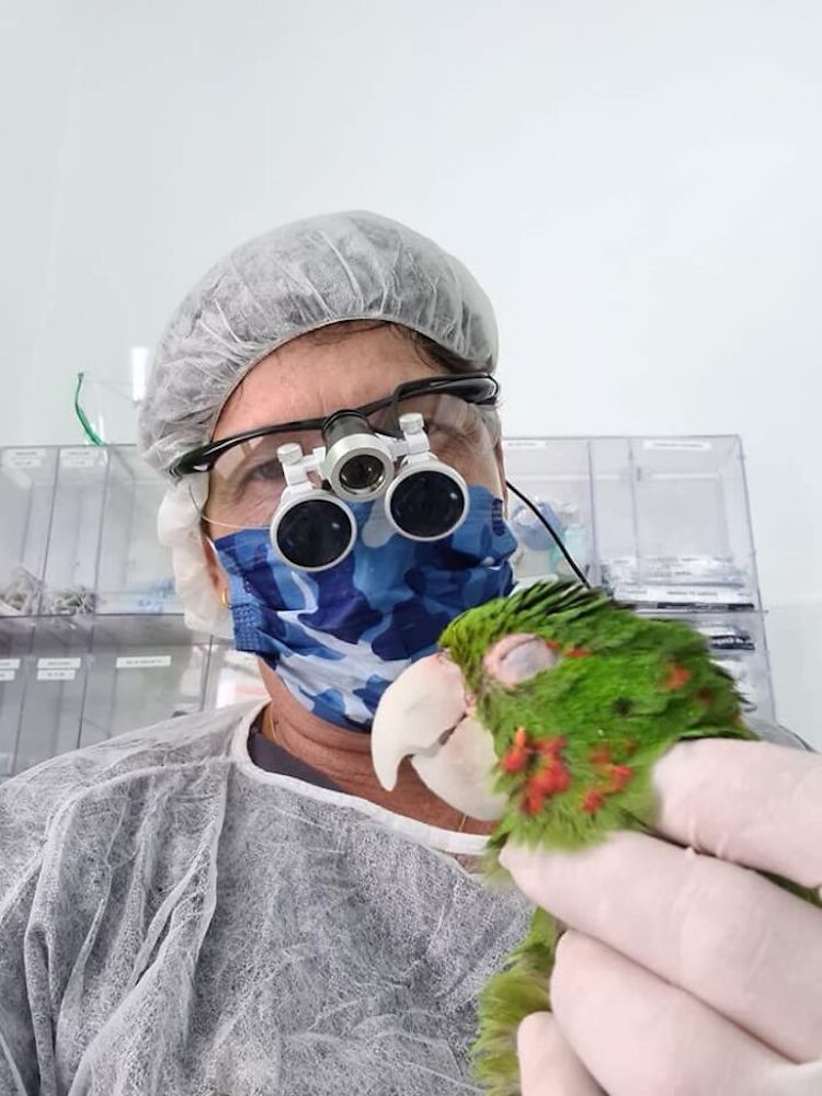 Parrot Prosthetic Reconstruction