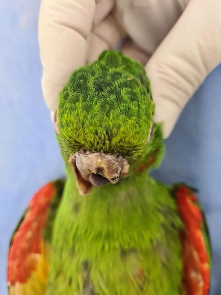 Parrot Rescue