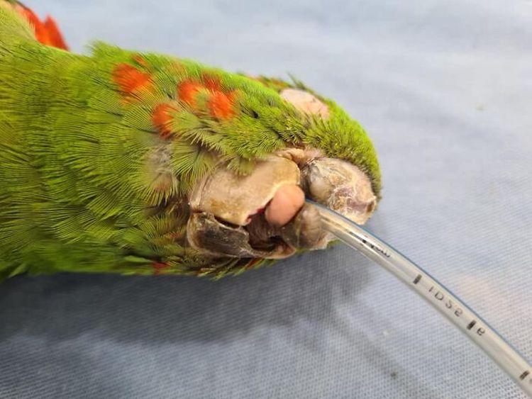 Parrot Rescue