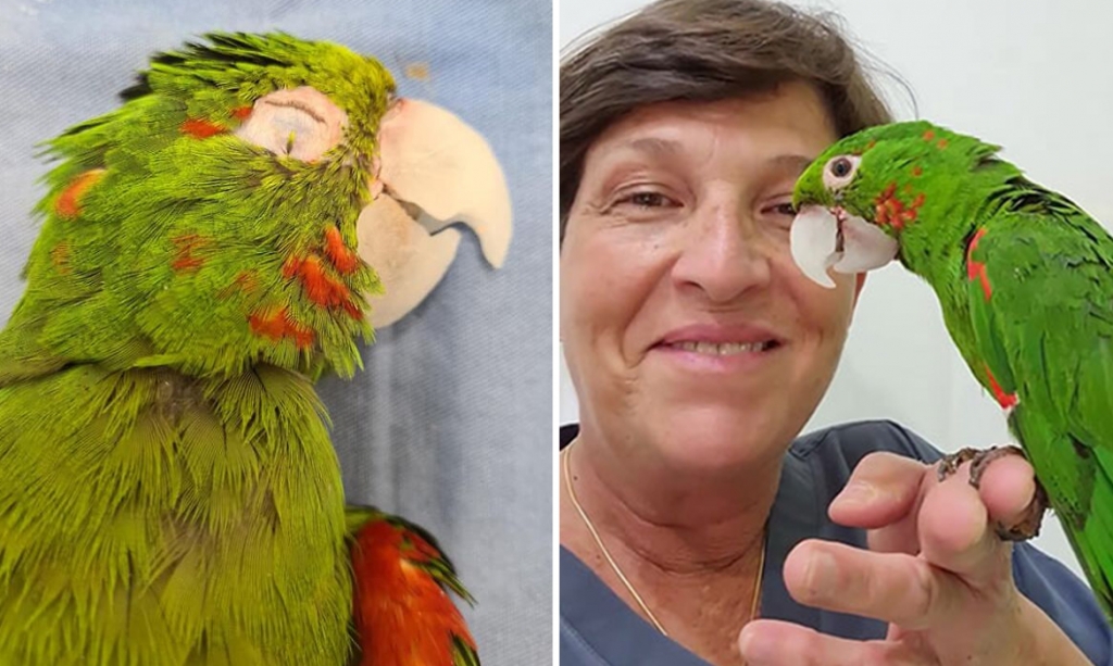 Amazing Parrot Rescue Reconstructs a Bird's Damaged Beak