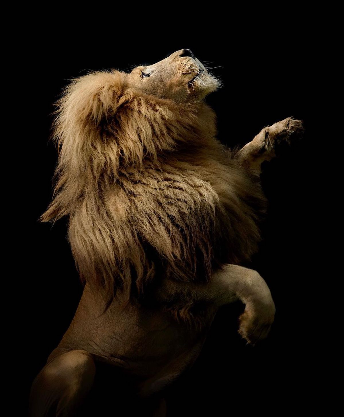 Photographies de lion par Simon Needham