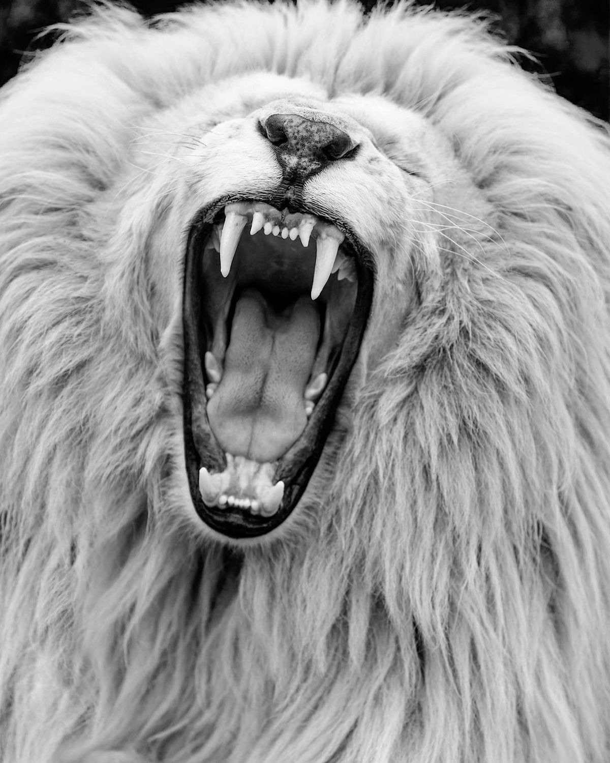 Fotos de leones blancos por Simon Needham