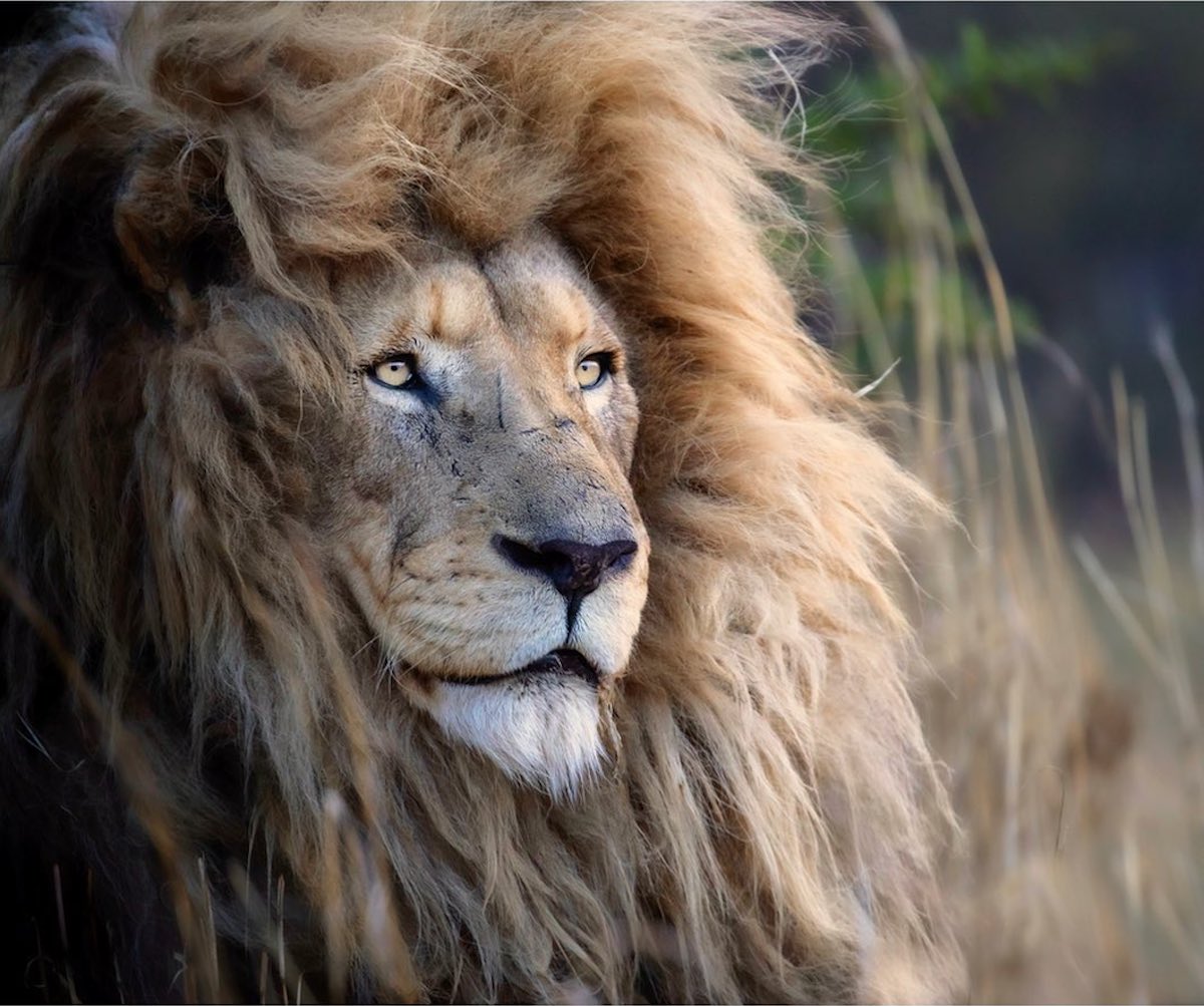 Estas hermosas fotos de leones son un llamado a la conservación