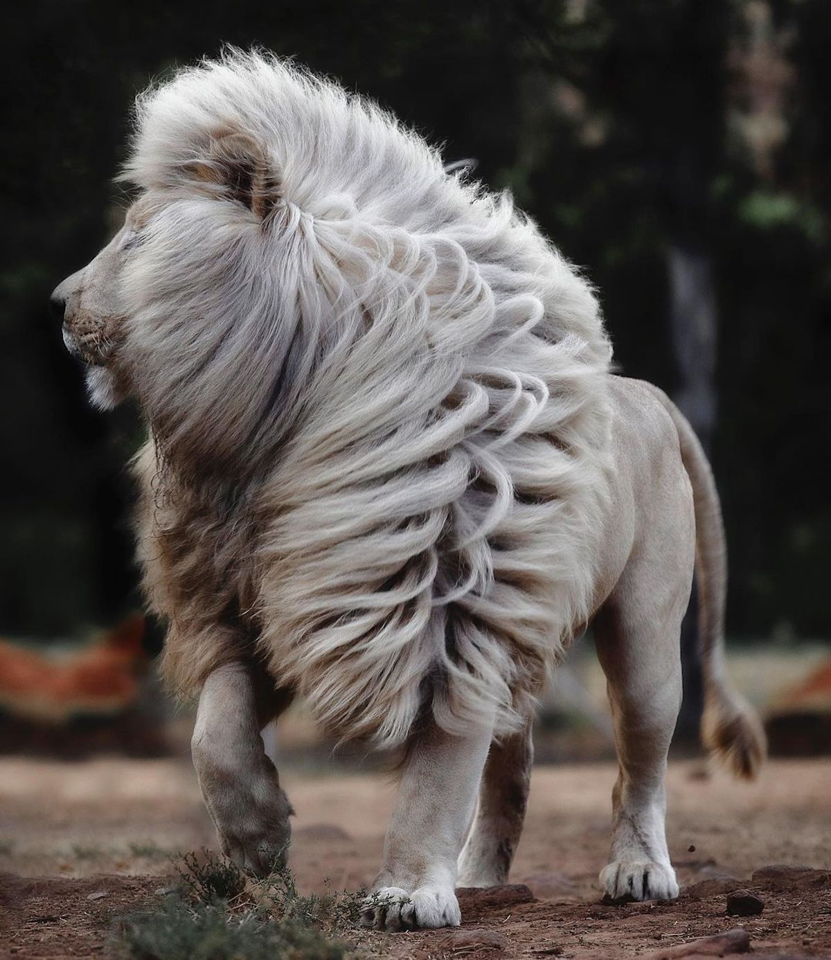 wildlife photography white lions