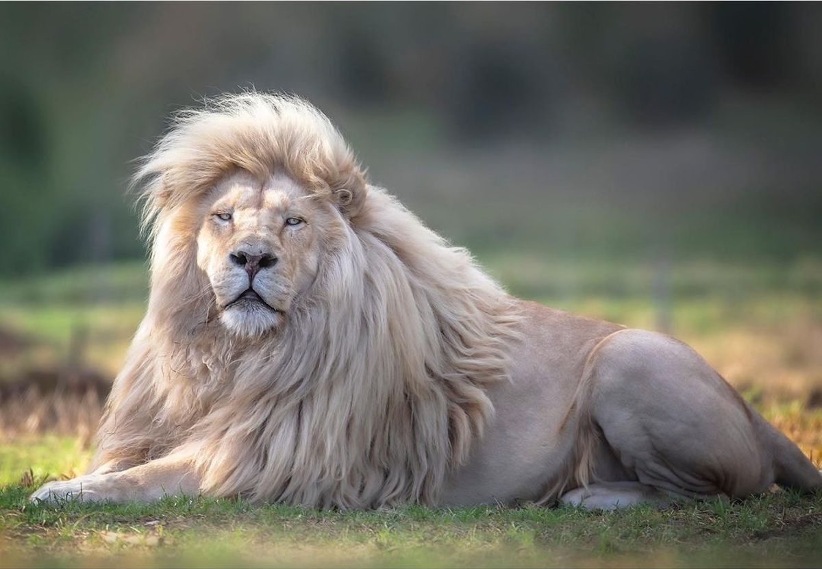 Photographies de lion par Simon Needham
