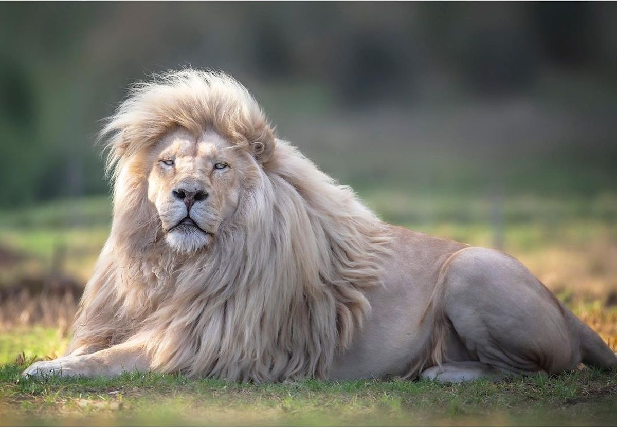 Lion Photographs by Simon Needham