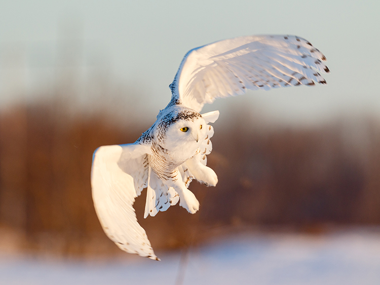 Snowy Owl Central Park