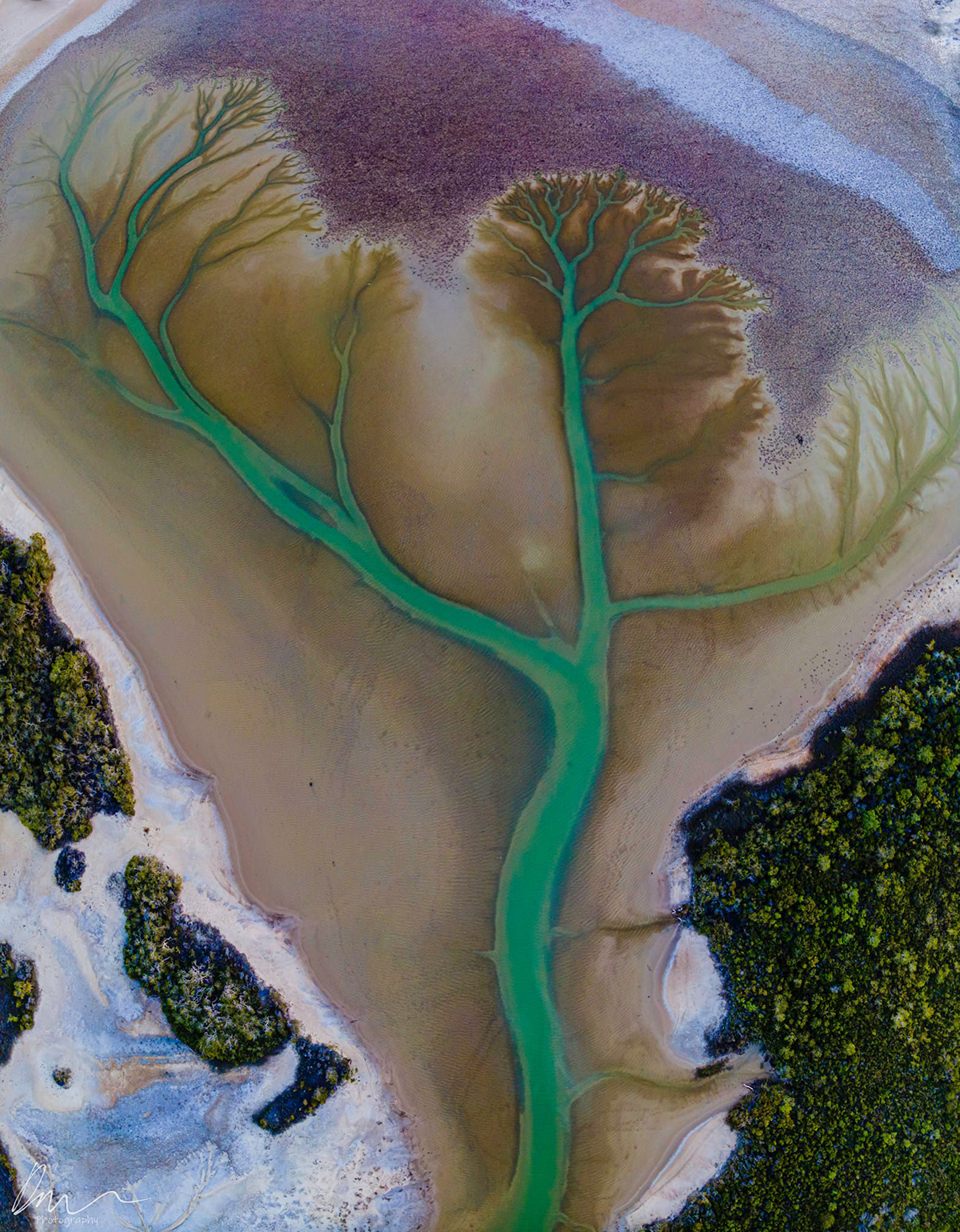 arbol de la vida en un lago en australia