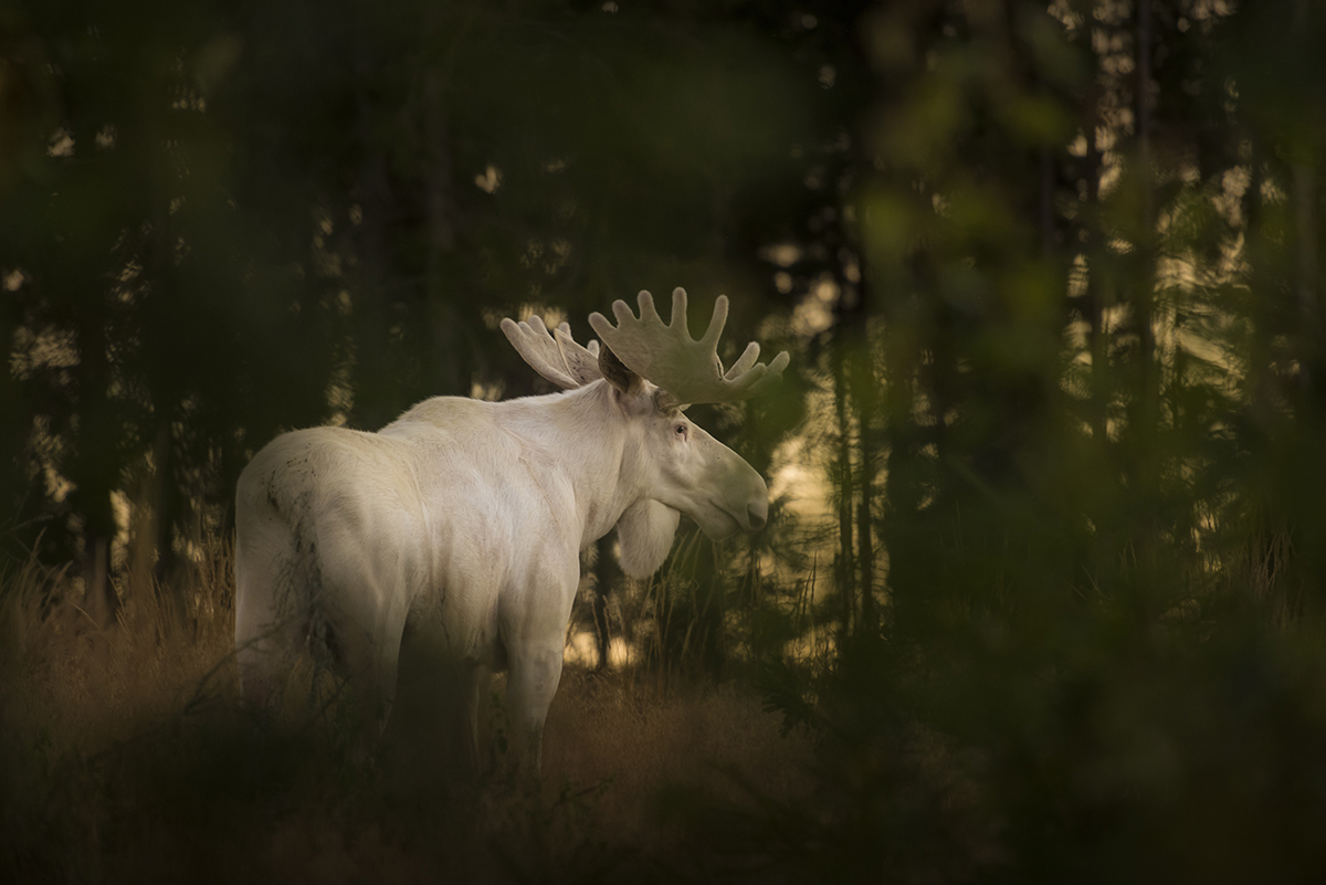 white-moose-Roger-Brendhagen-5.jpg