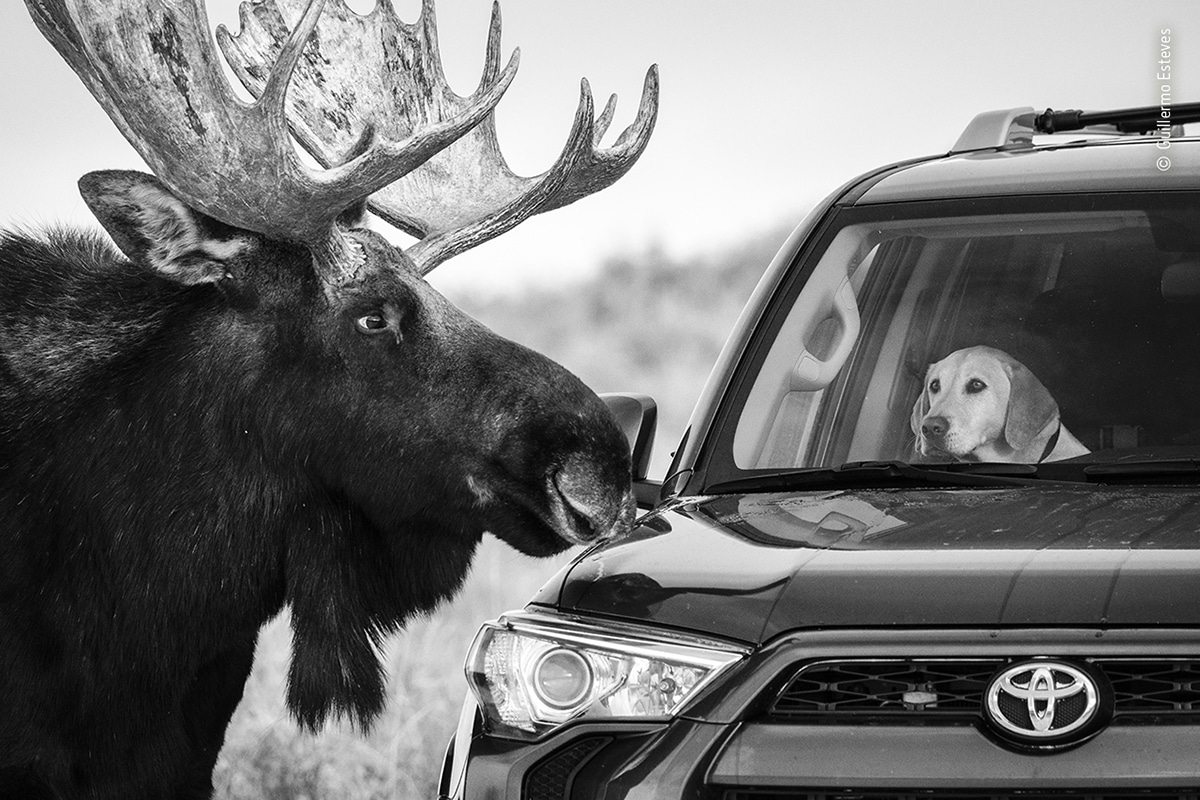 alce acercándose a perro en un coche