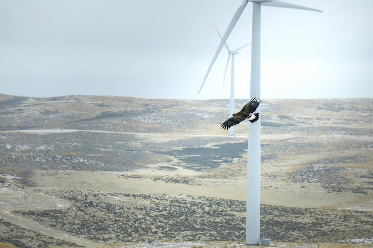 This New Wind Turbine Feature Could Save Eagles and Other Birds