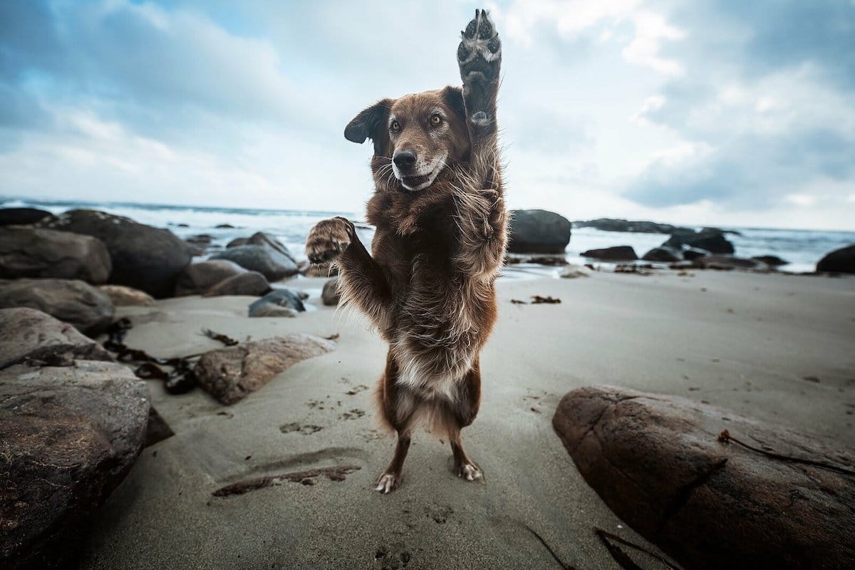 Fotos de viajes con perros Anne Geier