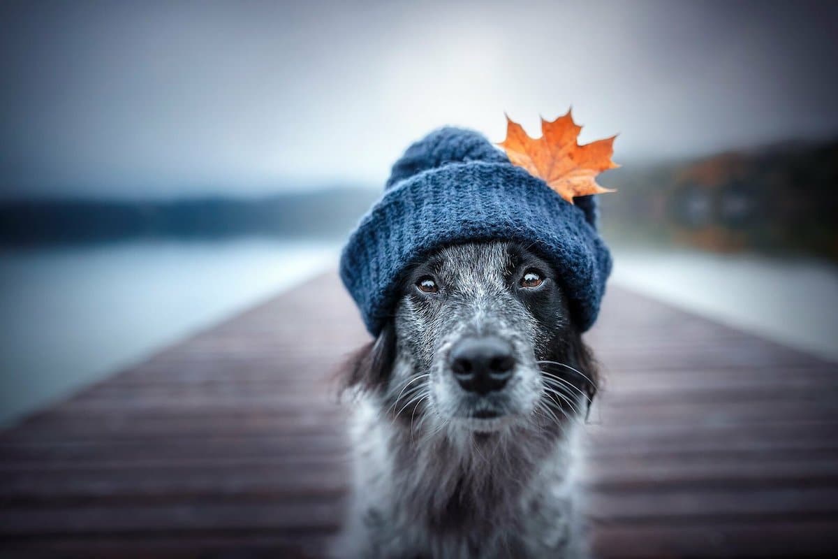 Cute Dog Wearing a Hat