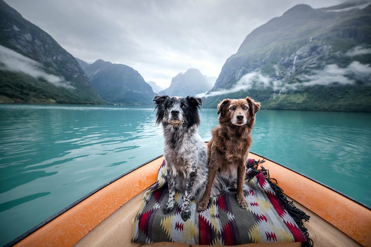 Fotos de viajes con perros