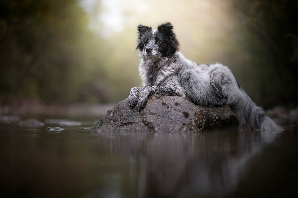 Dog Photography With Beautiful Landscape