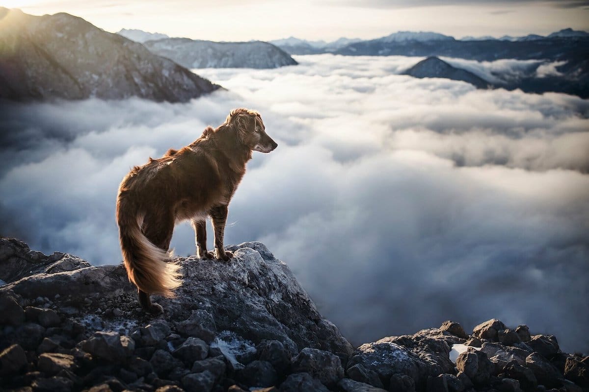 Travel Photography With Dogs by Anne Geier