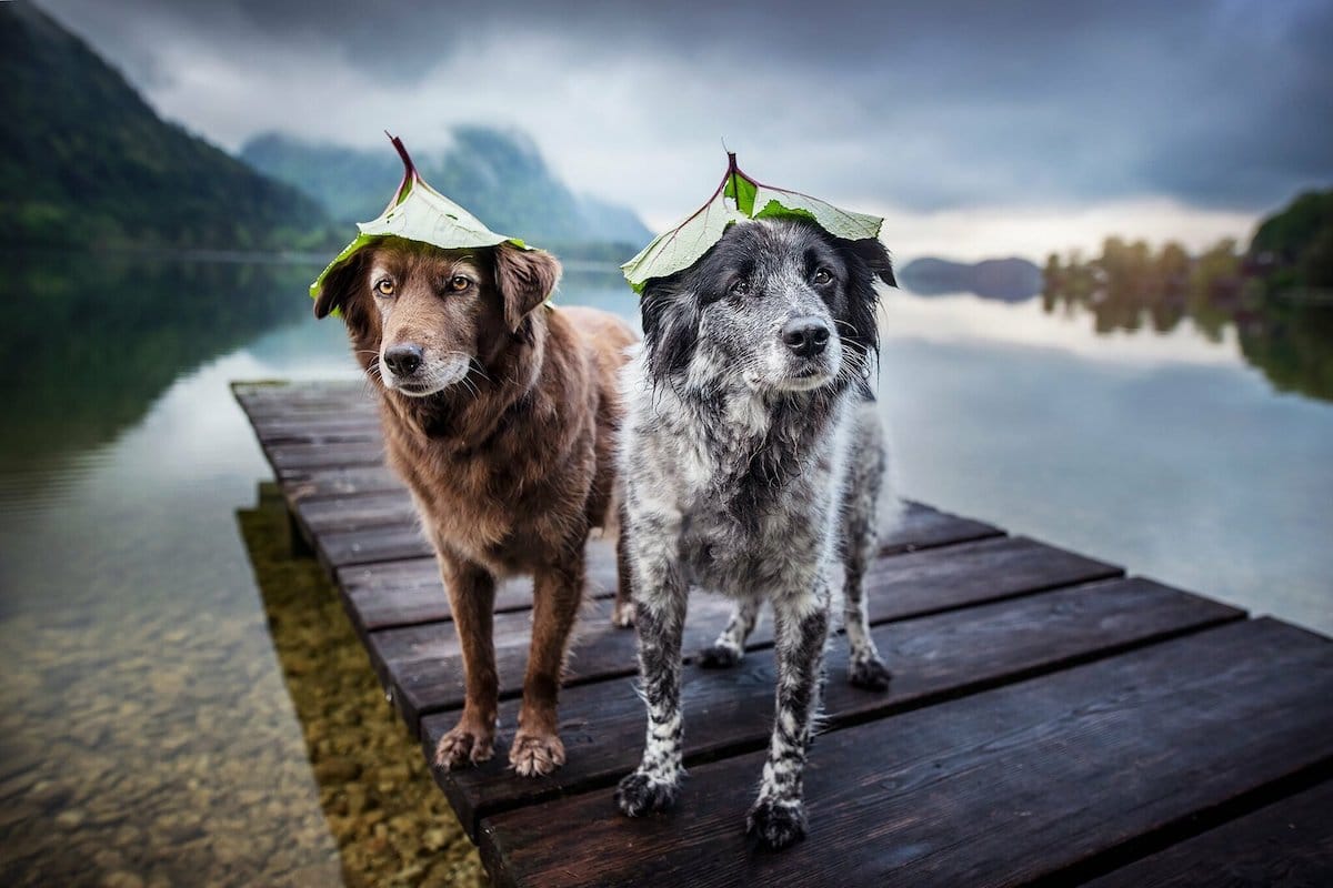 Fotos de viajes con perros por Anne Geier