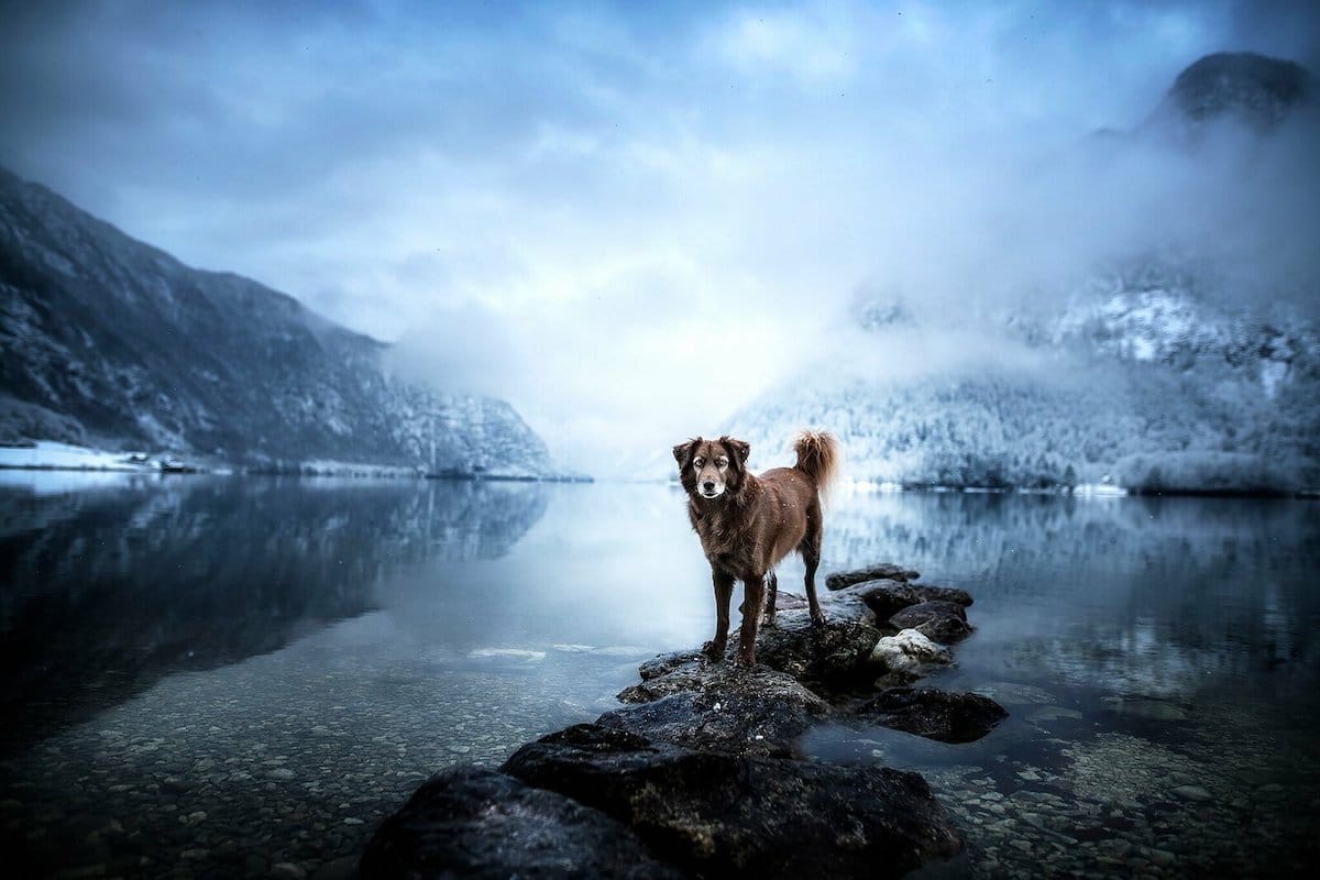 Fotos de viajes con perros