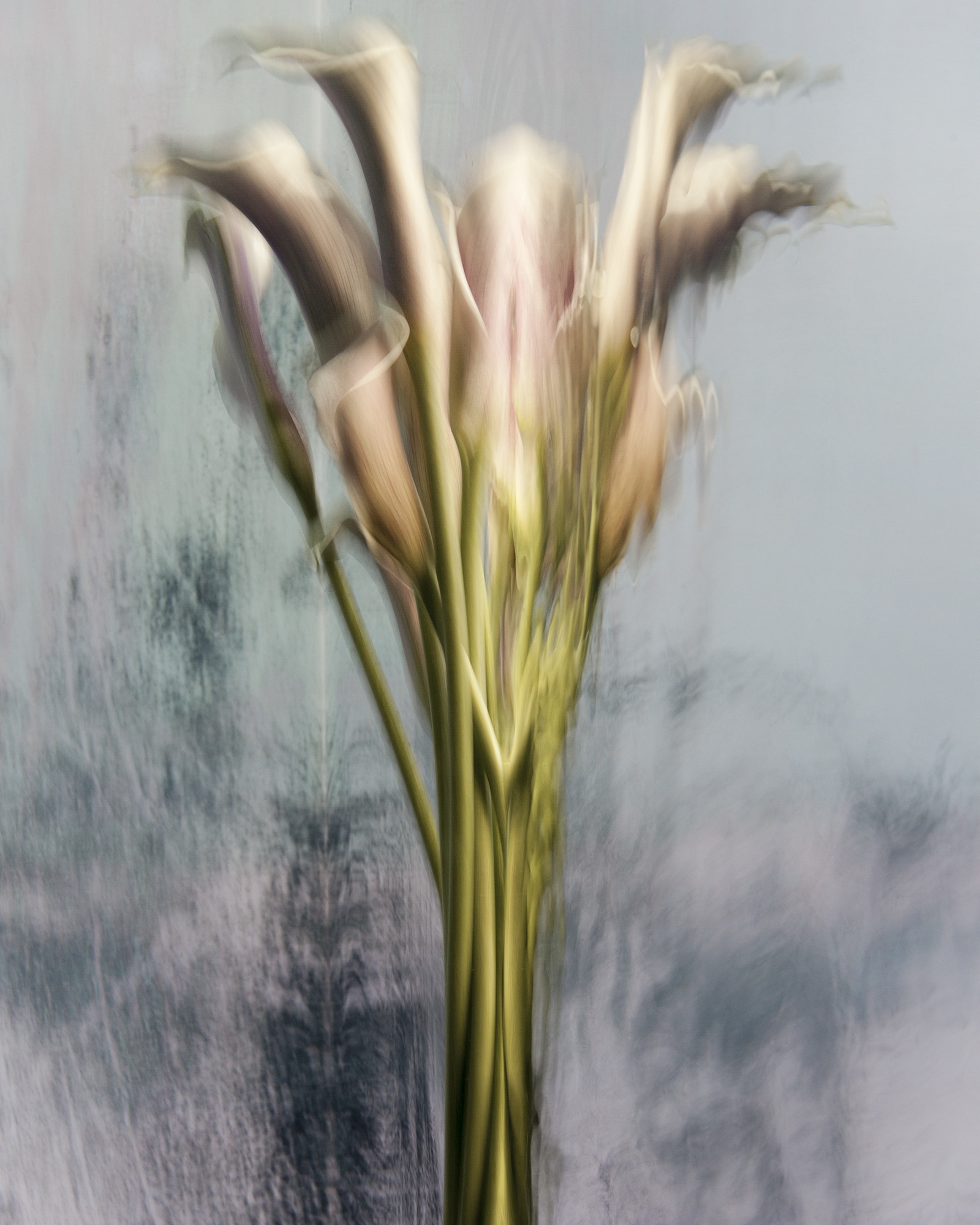 Fotos de flores sumergidas en agua por Barbara Cole