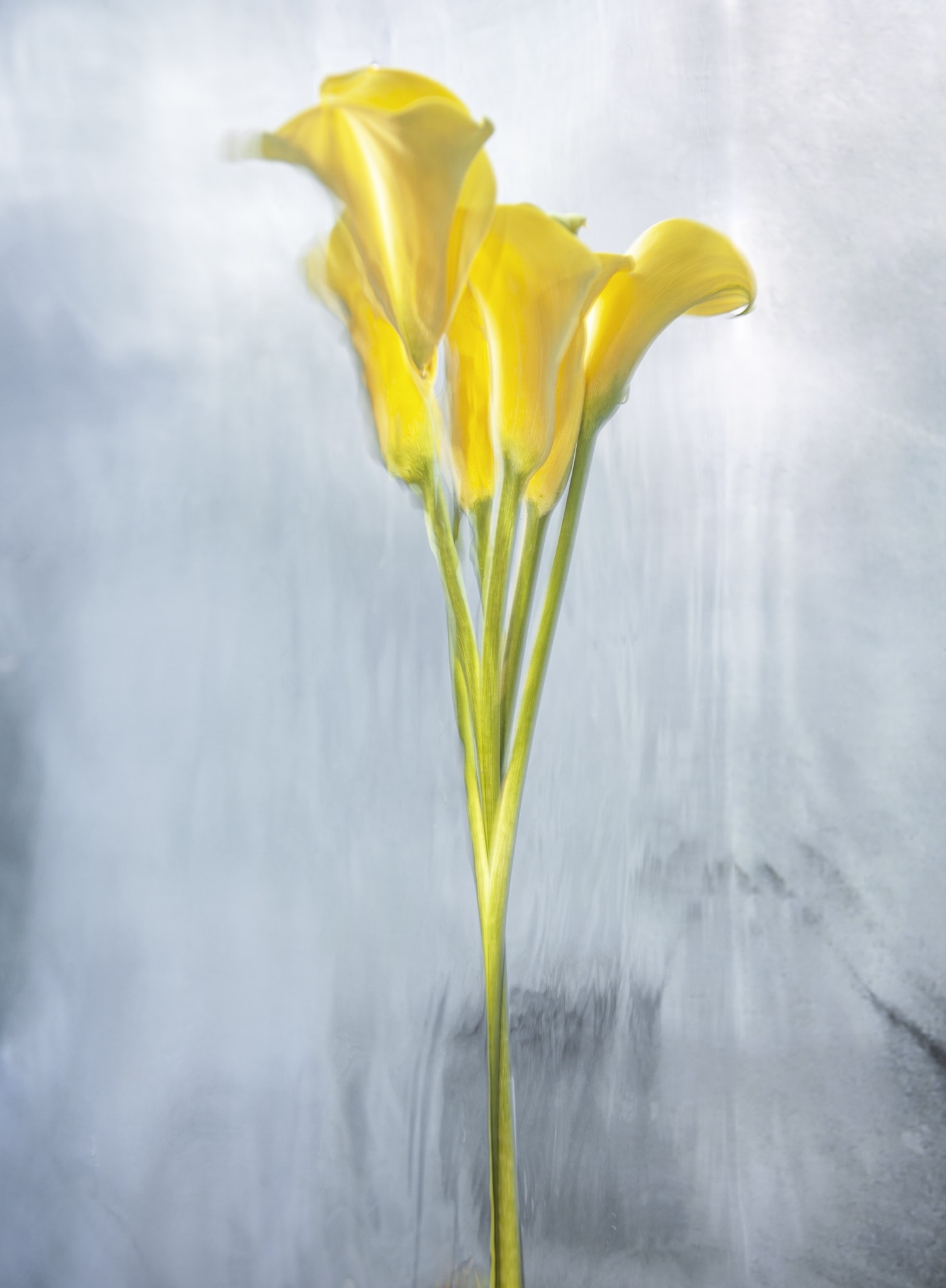 Fotos de flores sumergidas en agua por Barbara Cole
