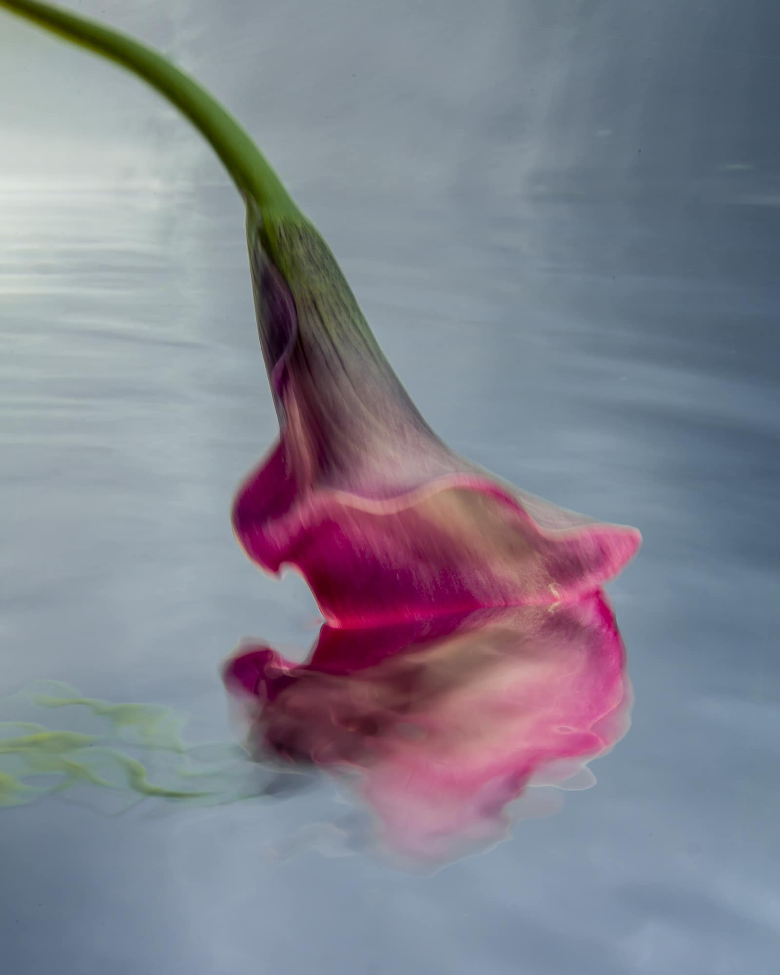 Underwater Flower Photographs by Barbara Cole