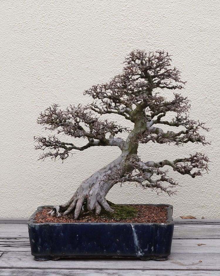 a bonsai