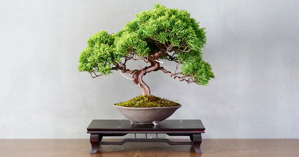 bonsai tree history