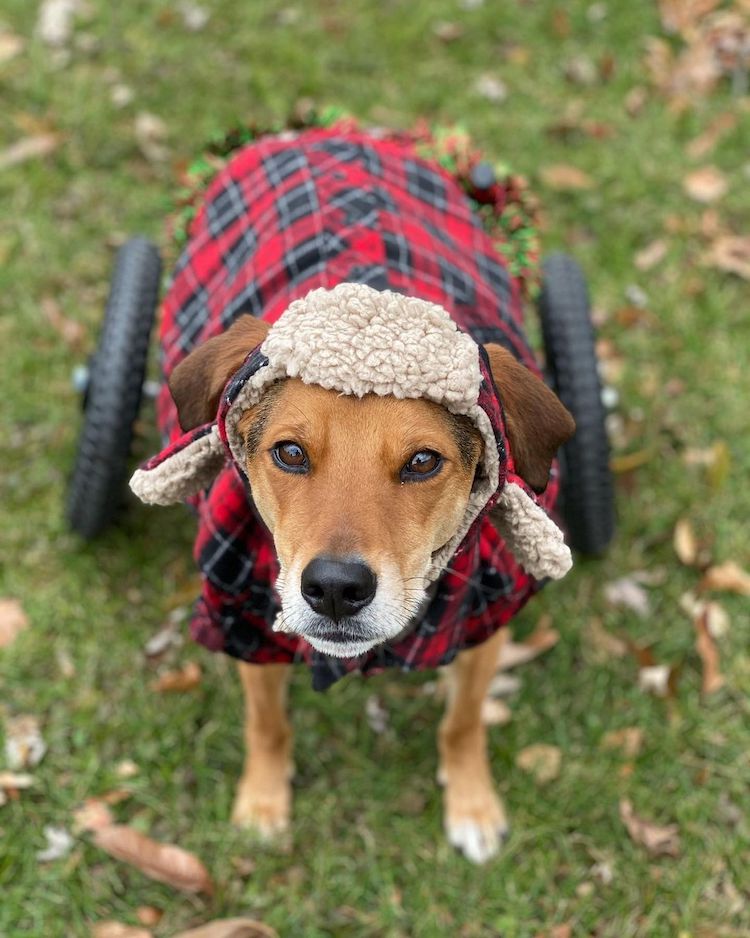 Bow Tie Boone