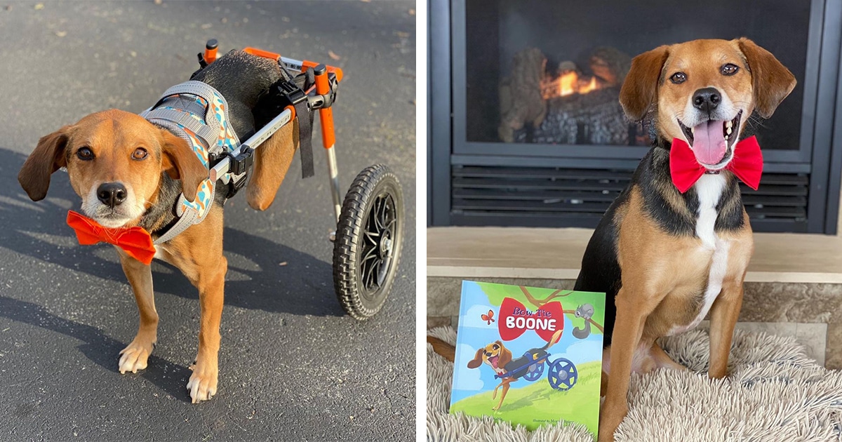 Boone the Beagle Overcame Abuse and Is Now the Subject of a Book