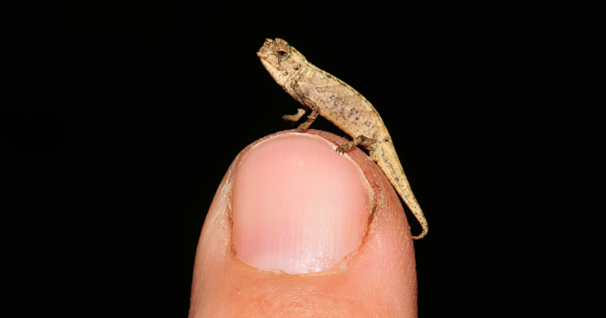 Newly Discovered "Nano-Chameleon" is the World's Smallest Reptile