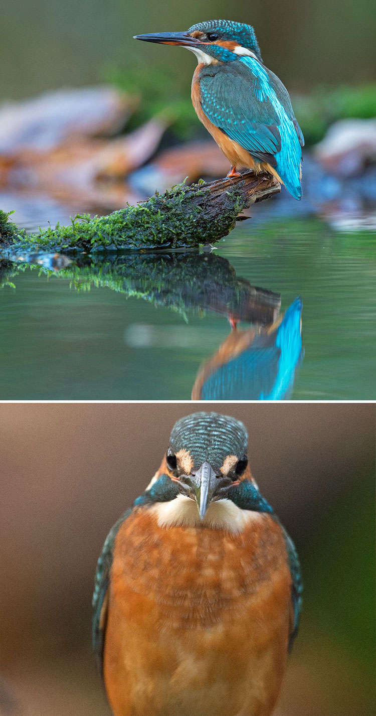 Wildlife Bird Photos