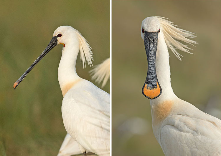 Fotos de pájaros de frente