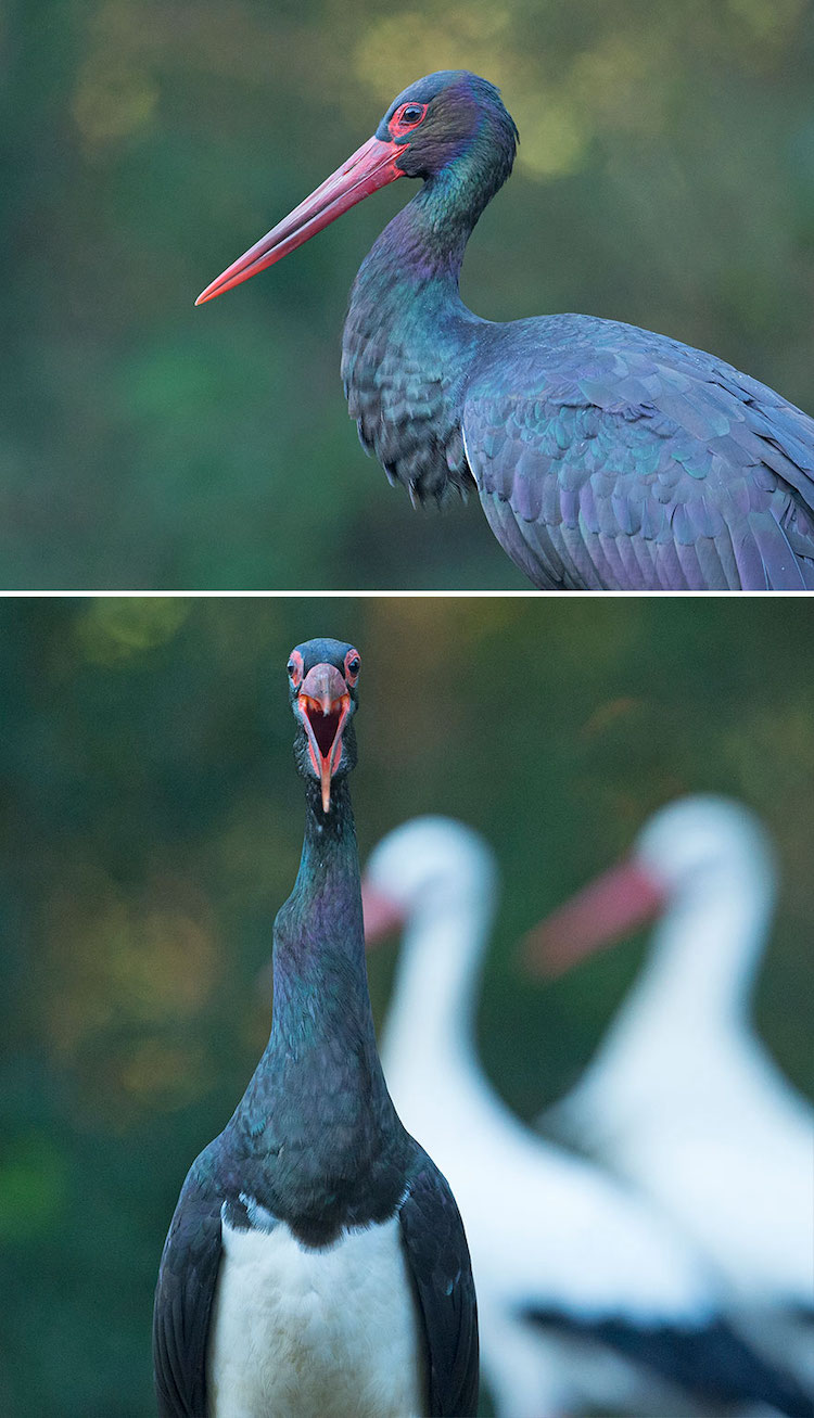 Fotos graciosas de aves