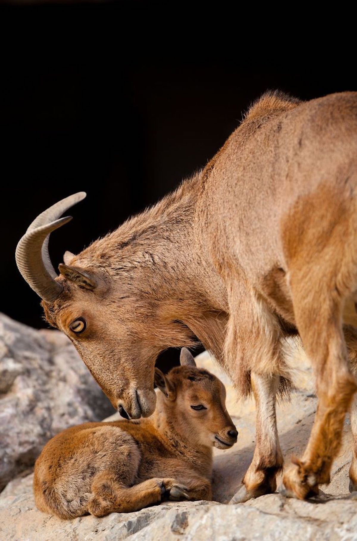 Photograph of Affectionate Animals by Goran Anastasovski