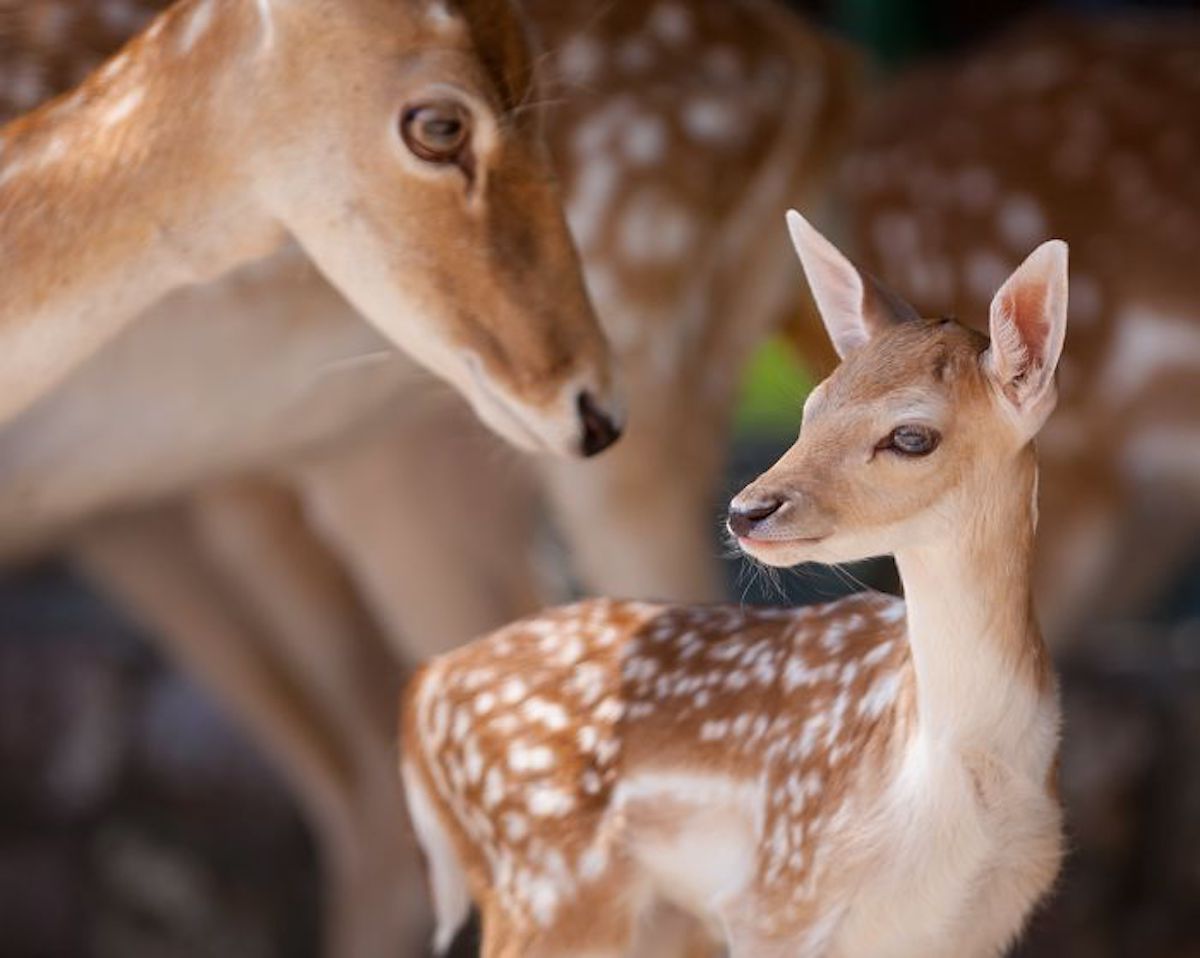 Photograph of Affectionate Animals by Goran Anastasovski