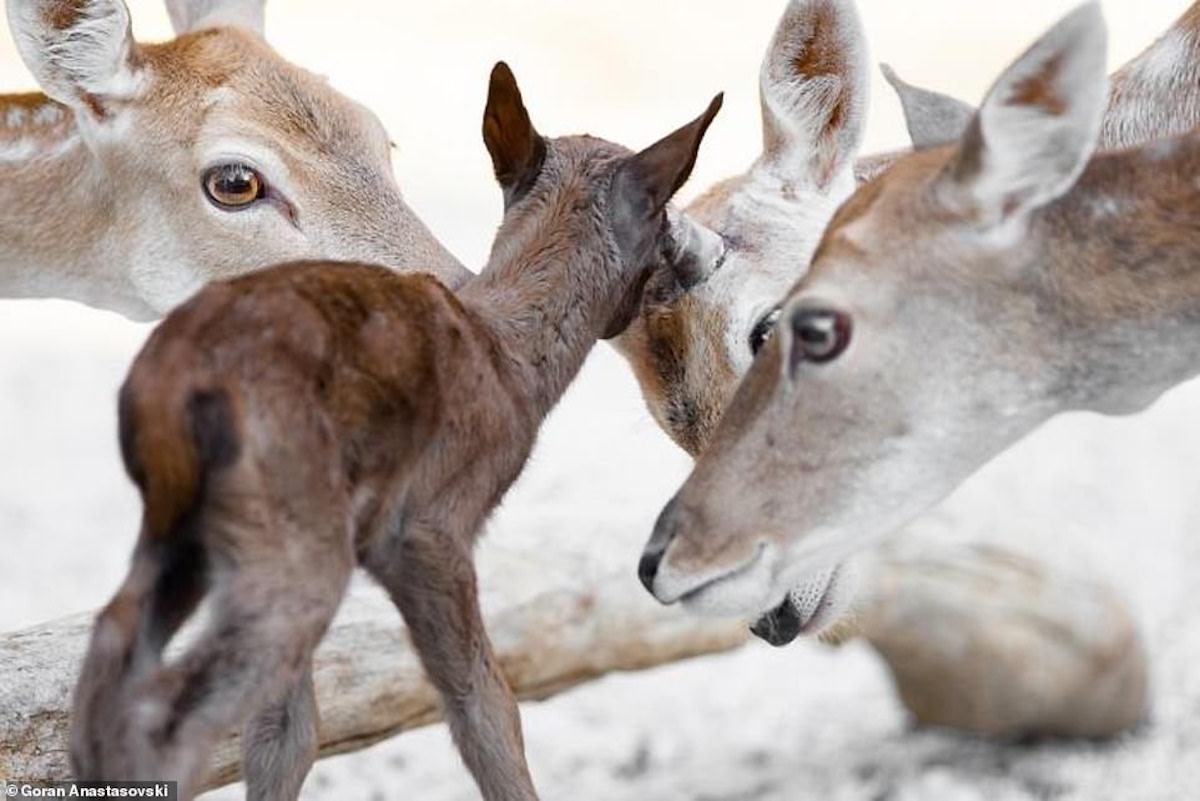 Photograph of Affectionate Animals by Goran Anastasovski