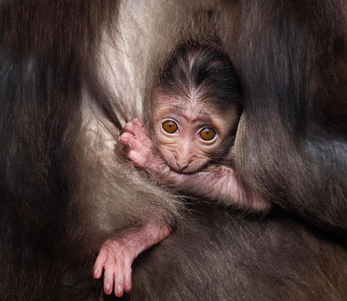 Photograph of Affectionate Animals by Goran Anastasovski