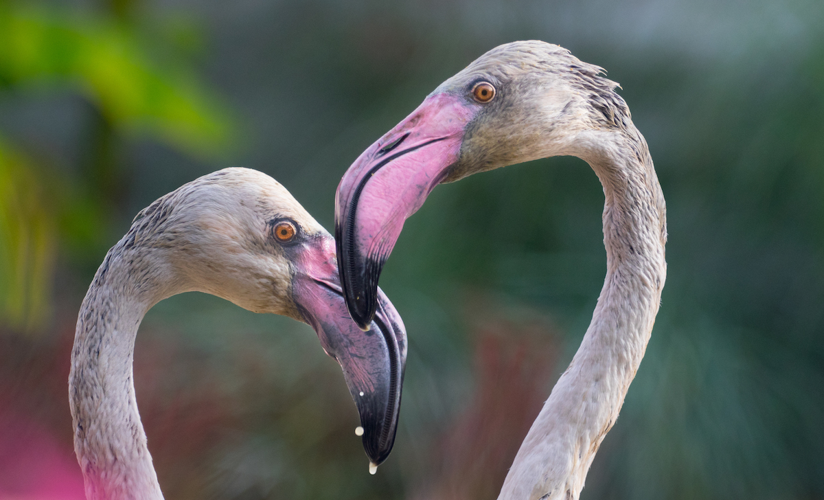 Photograph of Affectionate Animals by Goran Anastasovski