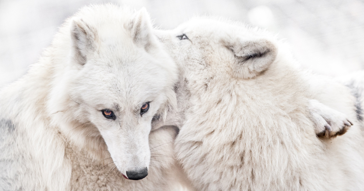 Wildlife Photographer Captures Affectionate Moments Between Animals