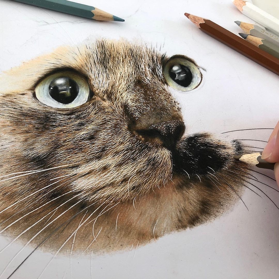 dibujos de gatos realistas por Haruki Kudo