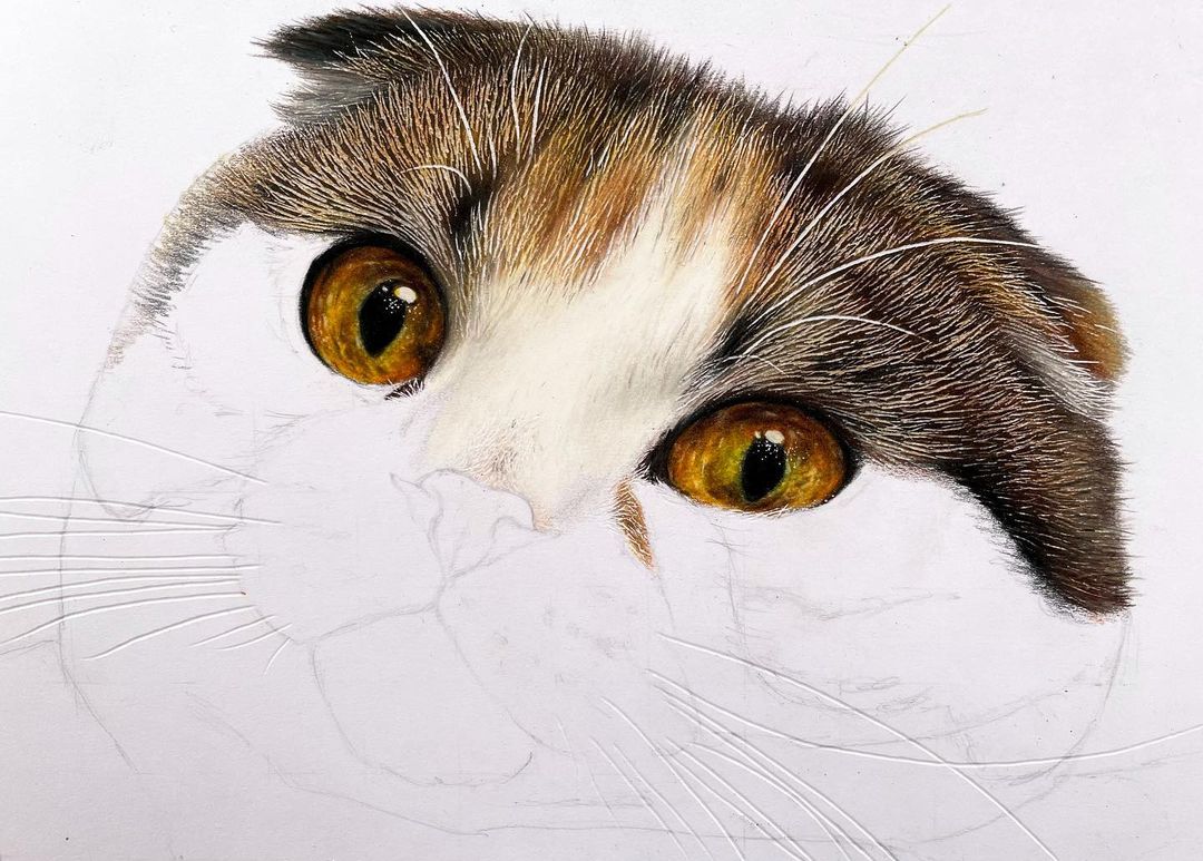 dibujos de gatos hiperrealistas por Haruki Kudo