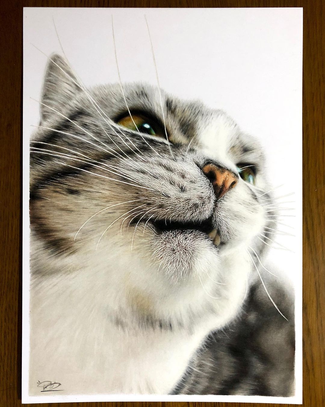 dibujos de gatos realistas por Haruki Kudo